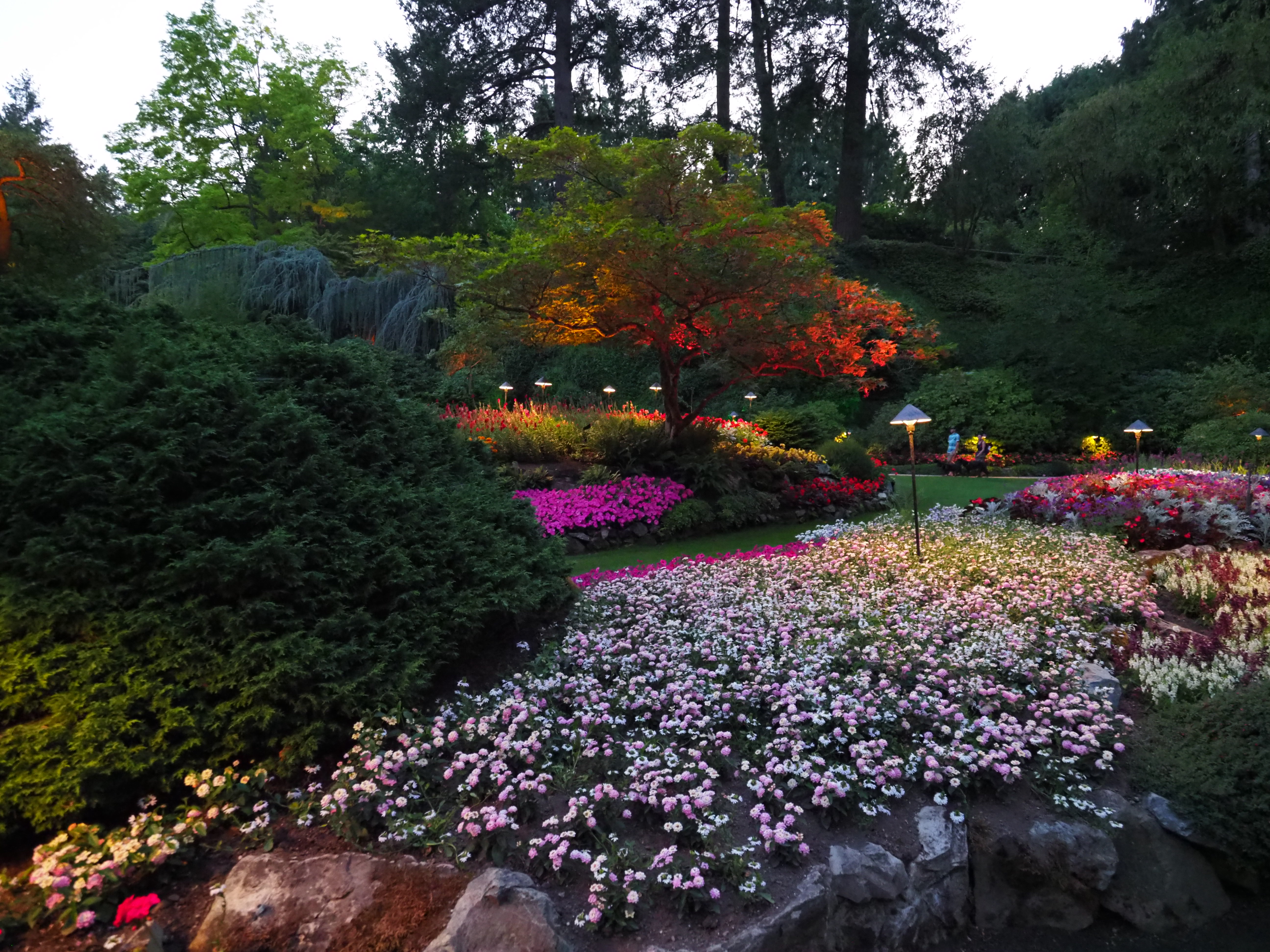 Sumption Gardens P7290322Lights Starting Sunken Gardens | Water Dog Site